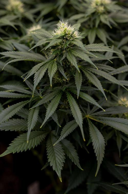 Sticky Broccoli - Zamnesia x B&B. Week 11 - Sticky Broccoli - Topping - Final Flowering Stage