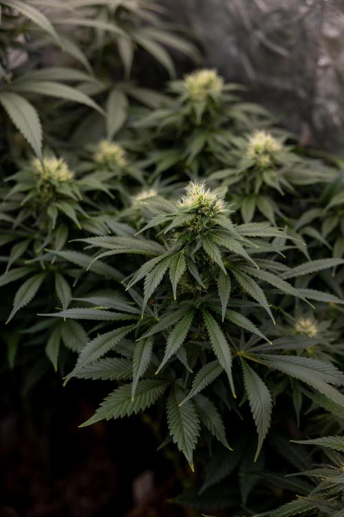 Sticky Broccoli - Zamnesia x B&B. Week 11 - Sticky Broccoli - Topping - Final Flowering Stage