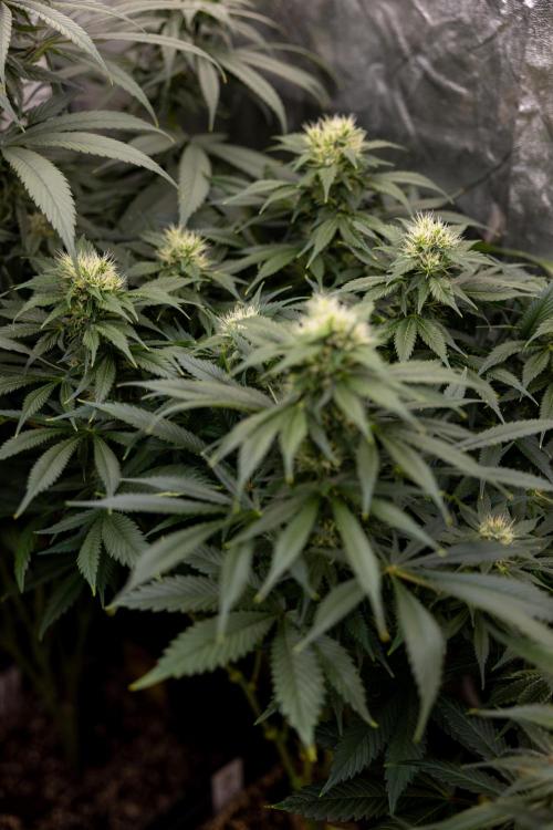 Sticky Broccoli - Zamnesia x B&B. Week 11 - Sticky Broccoli - Topping - Final Flowering Stage