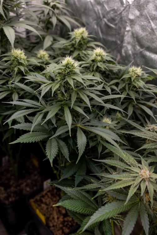 Sticky Broccoli - Zamnesia x B&B. Week 11 - Sticky Broccoli - Topping - Final Flowering Stage