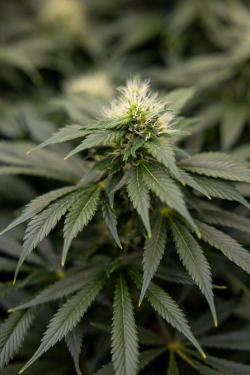 Sticky Broccoli - Zamnesia x B&B. Week 11 - Sticky Broccoli - Topping - Final Flowering Stage