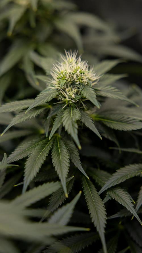 Sticky Broccoli - Zamnesia x B&B. Week 11 - Sticky Broccoli - Topping - Final Flowering Stage