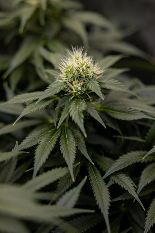 Sticky Broccoli - Zamnesia x B&B. Week 11 - Sticky Broccoli - Topping - Final Flowering Stage