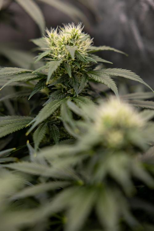 Sticky Broccoli - Zamnesia x B&B. Week 11 - Sticky Broccoli - Topping - Final Flowering Stage