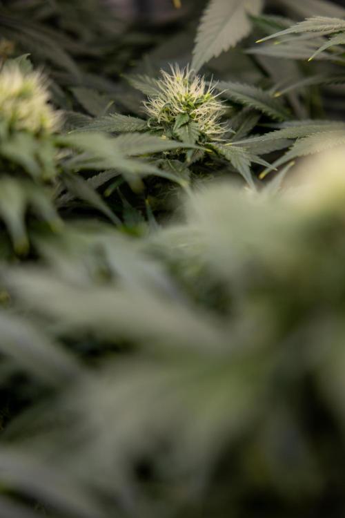 Sticky Broccoli - Zamnesia x B&B. Week 11 - Sticky Broccoli - Topping - Final Flowering Stage