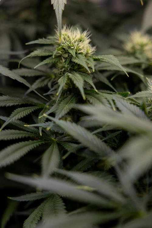 Sticky Broccoli - Zamnesia x B&B. Week 11 - Sticky Broccoli - Topping - Final Flowering Stage