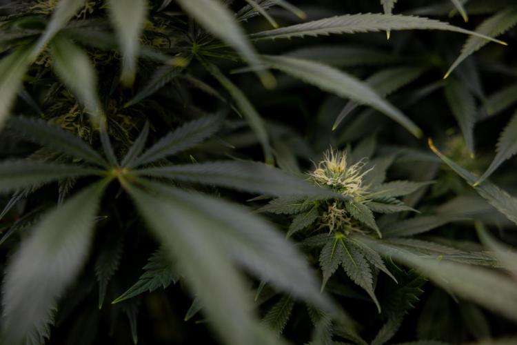 Sticky Broccoli - Zamnesia x B&B. Week 11 - Sticky Broccoli - Topping - Final Flowering Stage