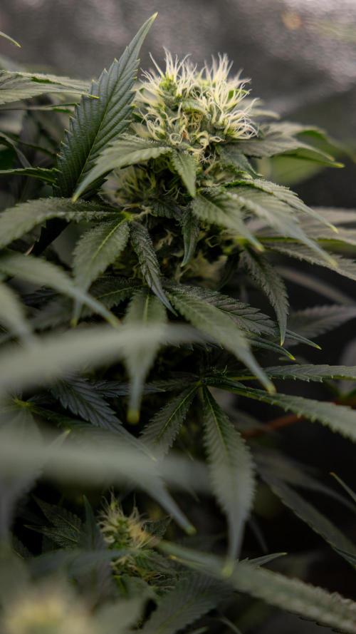 Sticky Broccoli - Zamnesia x B&B. Week 11 - Sticky Broccoli - Topping - Final Flowering Stage