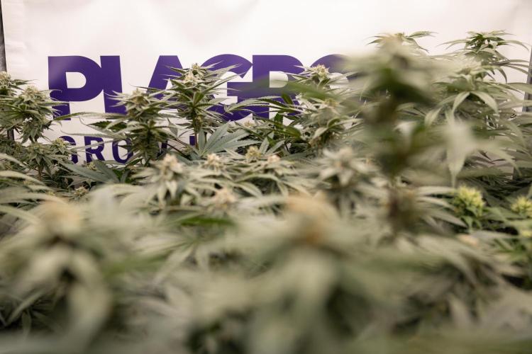 Sticky Broccoli - Zamnesia x B&B. Week 11