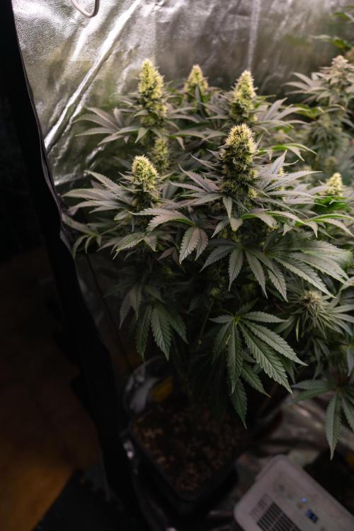 Permanent Marker - Zamnesia x B&B. Week 10 - Permanent Marker - Topping - Almost Ready