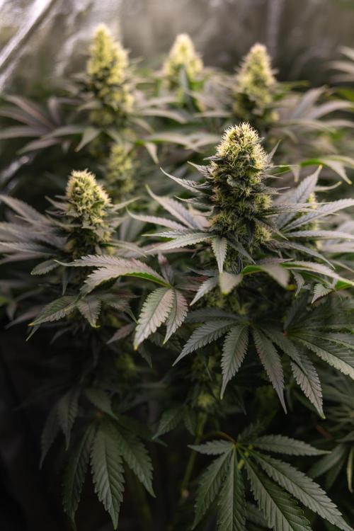 Permanent Marker - Zamnesia x B&B. Week 10 - Permanent Marker - Topping - Almost Ready