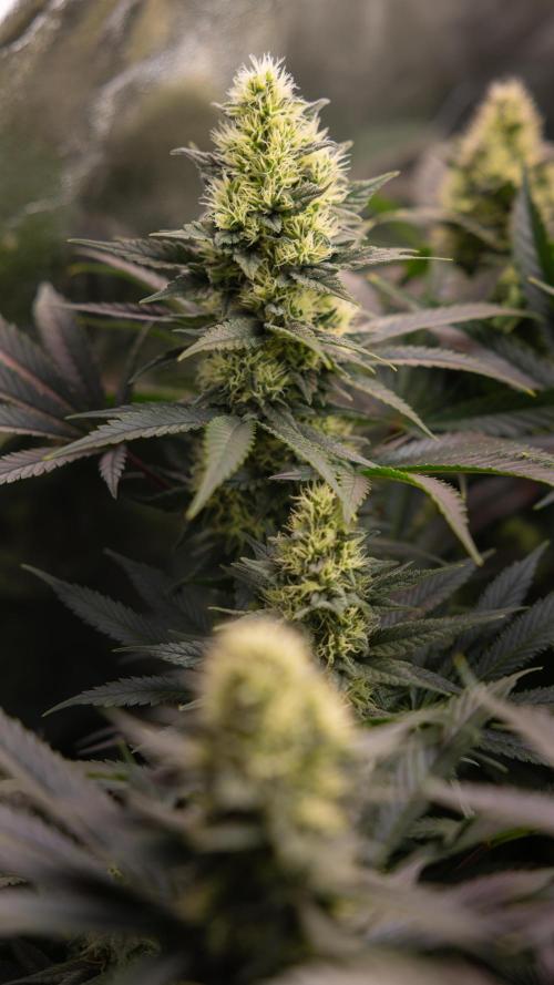 Permanent Marker - Zamnesia x B&B. Week 10 - Permanent Marker - Topping - Almost Ready