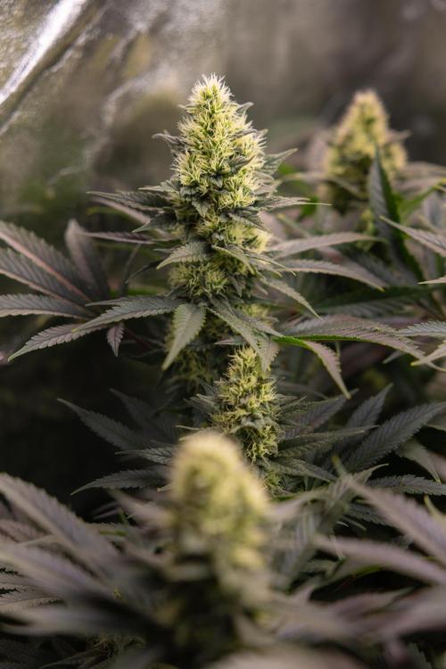 Permanent Marker - Zamnesia x B&B. Week 10 - Permanent Marker - Topping - Almost Ready