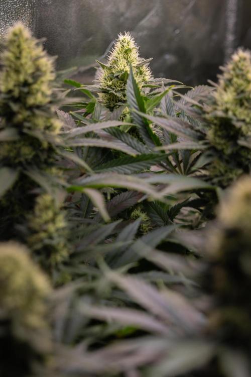 Permanent Marker - Zamnesia x B&B. Week 10 - Permanent Marker - Topping - Almost Ready