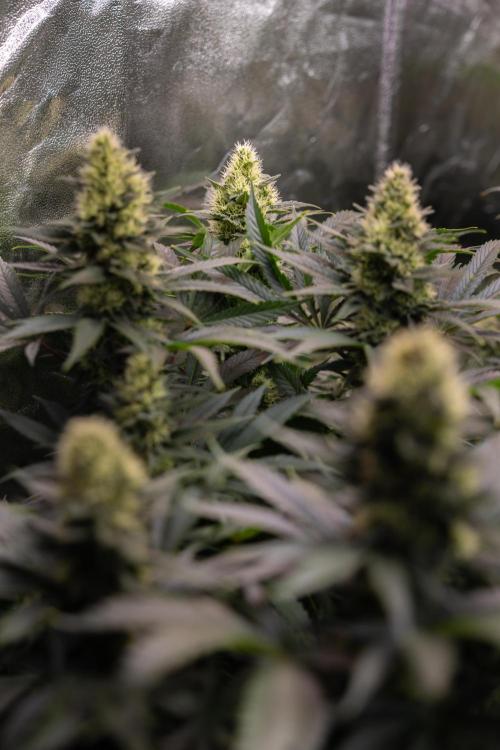 Permanent Marker - Zamnesia x B&B. Week 10 - Permanent Marker - Topping - Almost Ready