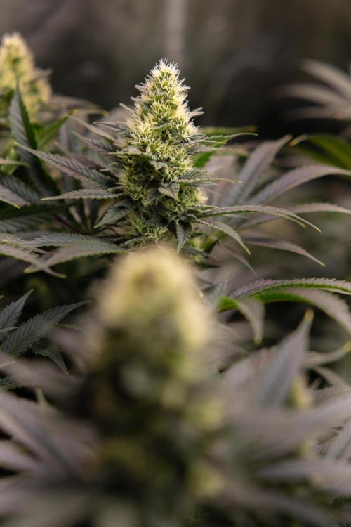 Permanent Marker - Zamnesia x B&B. Week 10 - Permanent Marker - Topping - Almost Ready