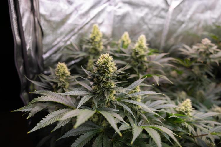 Permanent Marker - Zamnesia x B&B. Week 10 - Permanent Marker - Topping - Almost Ready