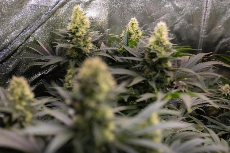 Permanent Marker - Zamnesia x B&B. Week 10 - Permanent Marker - Topping - Almost Ready