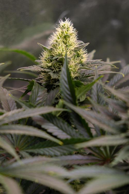 Permanent Marker - Zamnesia x B&B. Week 10 - Permanent Marker - Topping - Almost Ready