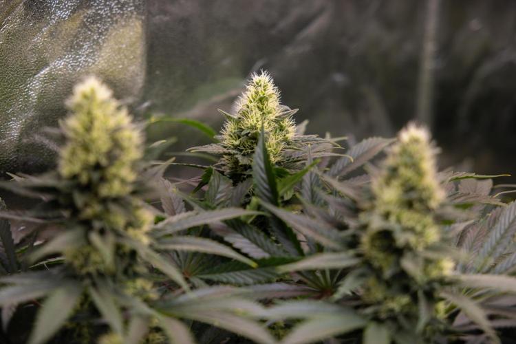 Permanent Marker - Zamnesia x B&B. Week 10 - Permanent Marker - Topping - Almost Ready