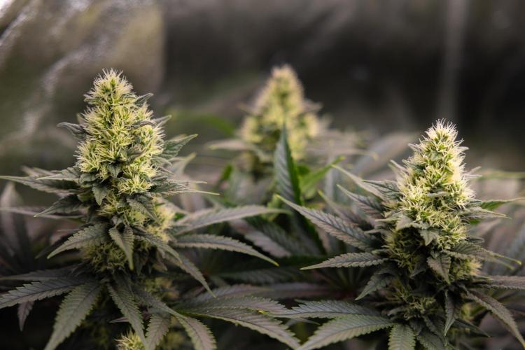 Permanent Marker - Zamnesia x B&B. Week 10 - Permanent Marker - Topping - Almost Ready