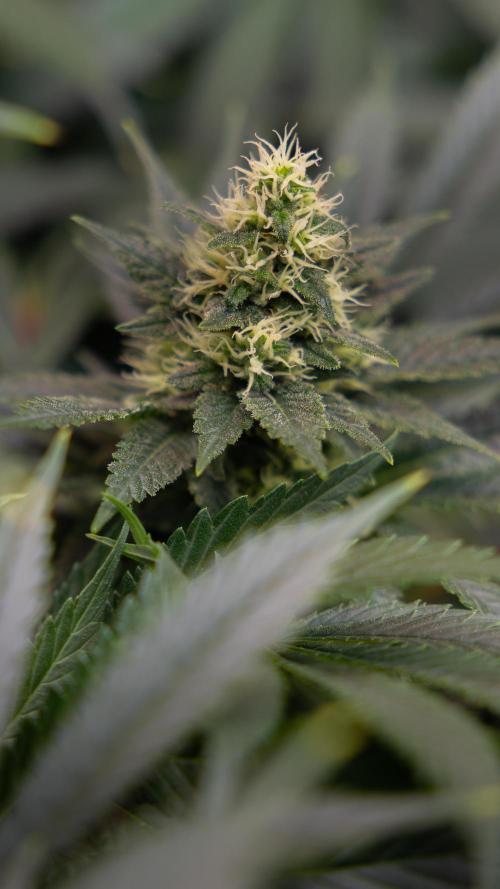 Permanent Marker - Zamnesia x B&B. Week 10 - Permanent Marker - Topping - Almost Ready