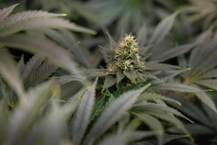 Permanent Marker - Zamnesia x B&B. Week 10 - Permanent Marker - Topping - Almost Ready