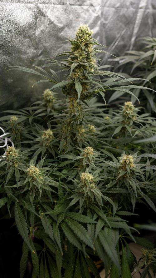 Super Boof - Zamnesia x B&B. Week 11 - Super Boof - No Techniques - Almost Ready