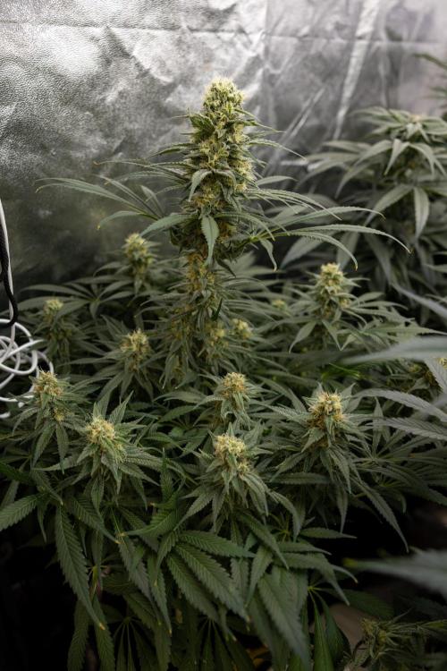 Super Boof - Zamnesia x B&B. Week 11 - Super Boof - No Techniques - Almost Ready