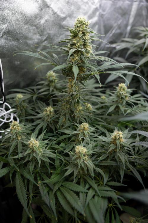 Super Boof - Zamnesia x B&B. Week 11 - Super Boof - No Techniques - Almost Ready