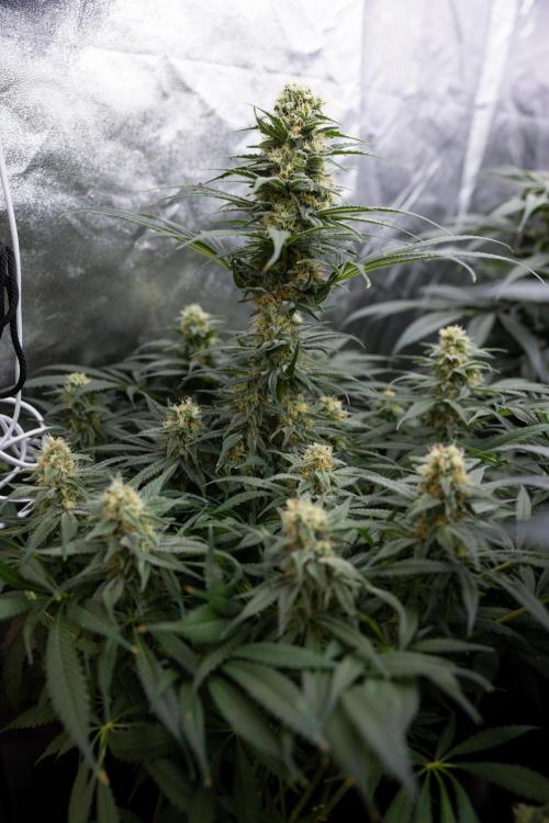 Super Boof - Zamnesia x B&B. Week 11 - Super Boof - No Techniques - Almost Ready