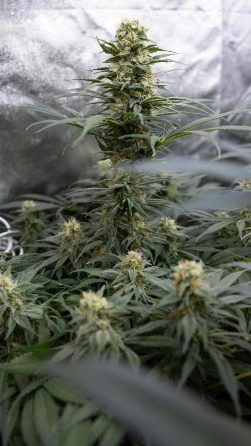 Super Boof - Zamnesia x B&B. Week 11 - Super Boof - No Techniques - Almost Ready