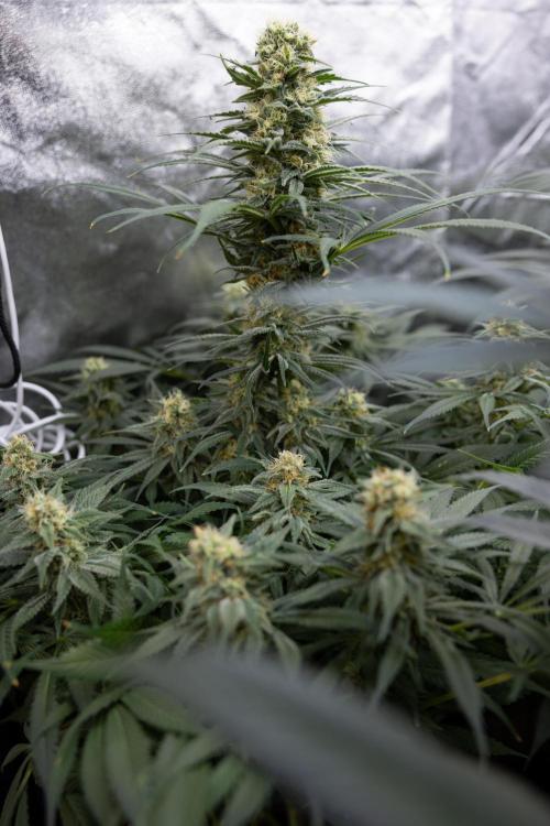 Super Boof - Zamnesia x B&B. Week 11 - Super Boof - No Techniques - Almost Ready