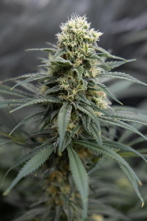 Super Boof - Zamnesia x B&B. Week 11 - Super Boof - No Techniques - Almost Ready