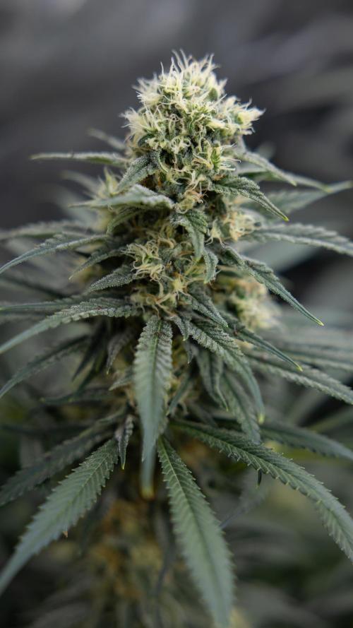 Super Boof - Zamnesia x B&B. Week 11 - Super Boof - No Techniques - Almost Ready