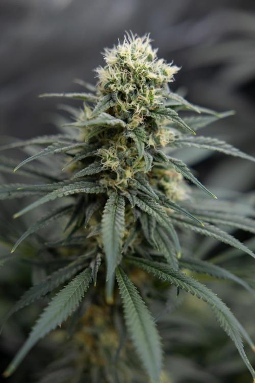 Super Boof - Zamnesia x B&B. Week 11 - Super Boof - No Techniques - Almost Ready