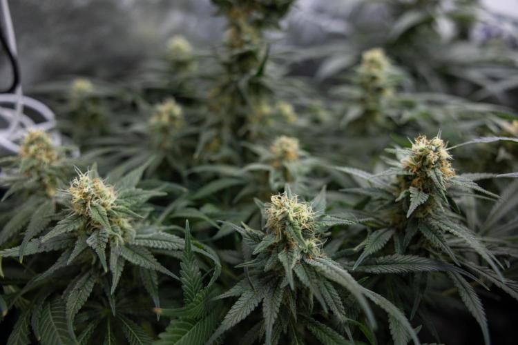 Super Boof - Zamnesia x B&B. Week 11 - Super Boof - No Techniques - Almost Ready