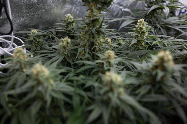 Super Boof - Zamnesia x B&B. Week 11 - Super Boof - No Techniques - Almost Ready