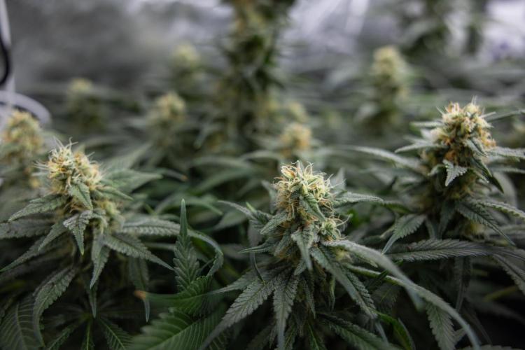 Super Boof - Zamnesia x B&B. Week 11 - Super Boof - No Techniques - Almost Ready