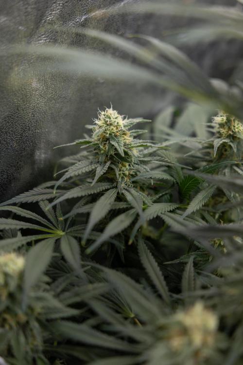 Super Boof - Zamnesia x B&B. Week 11 - Super Boof - No Techniques - Almost Ready