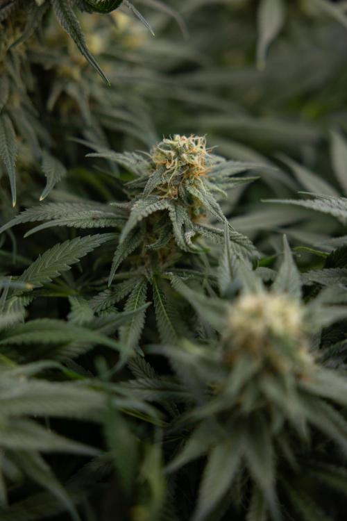 Super Boof - Zamnesia x B&B. Week 11 - Super Boof - No Techniques - Almost Ready