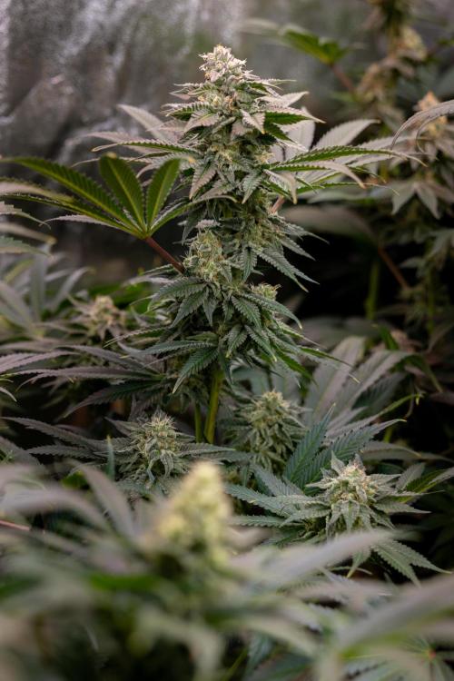 Georgia Pie #3 - Zamnesia x B&B. Week 9 - Georgia Pie #3 - No Techniques - Almost Ready