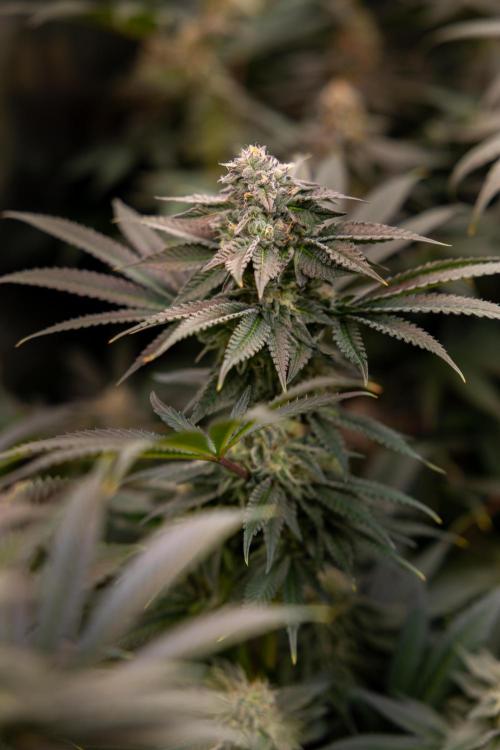 Georgia Pie #3 - Zamnesia x B&B. Week 9 - Georgia Pie #3 - No Techniques - Almost Ready