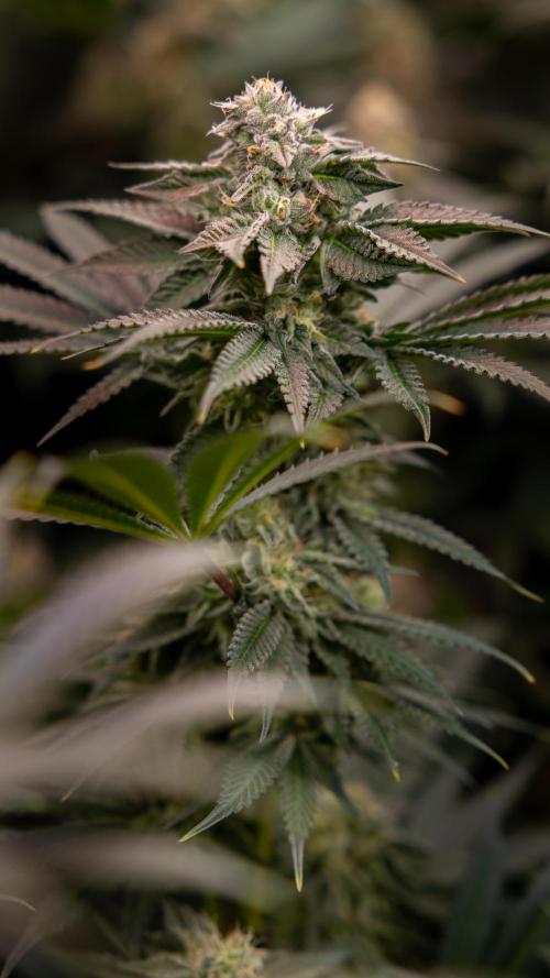 Georgia Pie #3 - Zamnesia x B&B. Week 9 - Georgia Pie #3 - No Techniques - Almost Ready