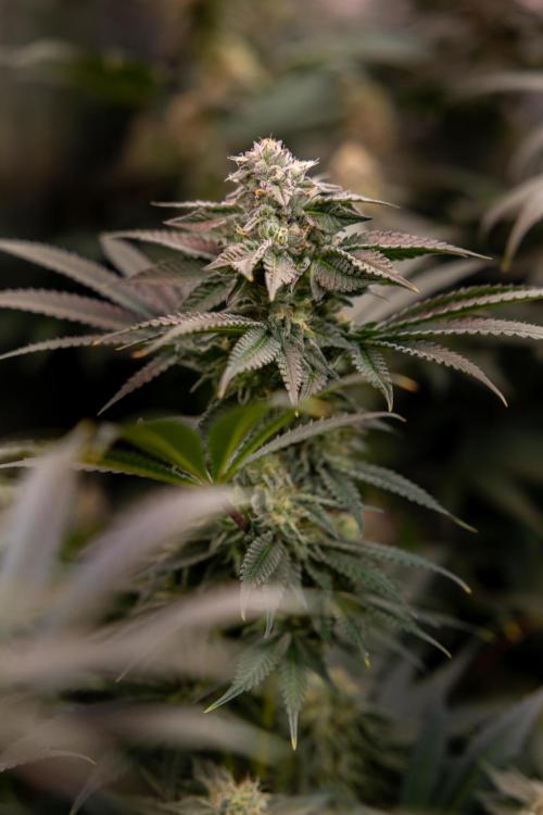 Georgia Pie #3 - Zamnesia x B&B. Week 9 - Georgia Pie #3 - No Techniques - Almost Ready