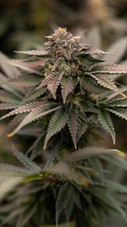 Georgia Pie #3 - Zamnesia x B&B. Week 9 - Georgia Pie #3 - No Techniques - Almost Ready