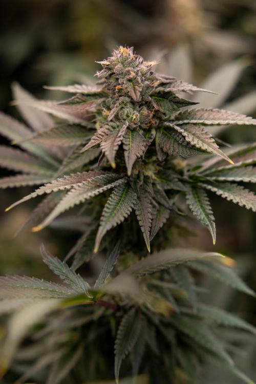 Georgia Pie #3 - Zamnesia x B&B. Week 9 - Georgia Pie #3 - No Techniques - Almost Ready