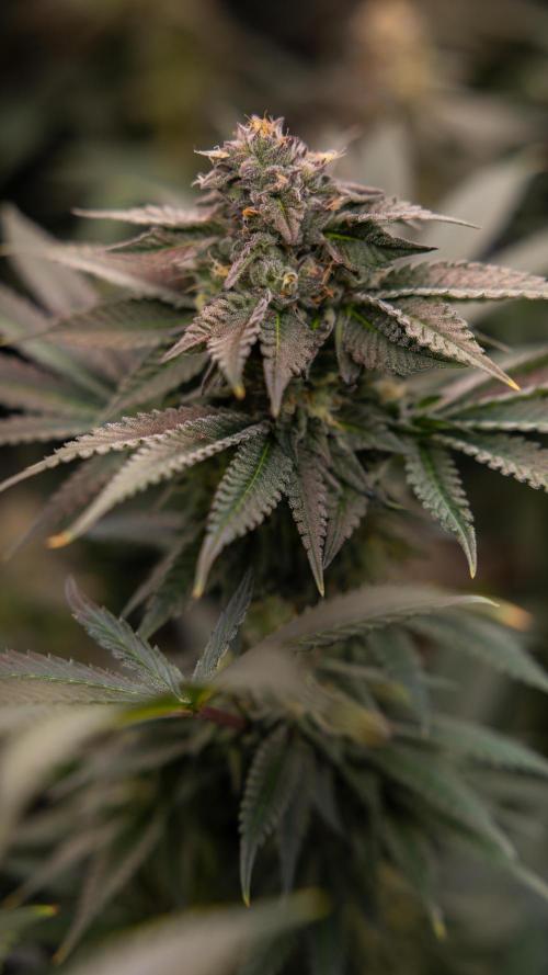 Georgia Pie #3 - Zamnesia x B&B. Week 9 - Georgia Pie #3 - No Techniques - Almost Ready