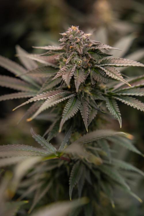 Georgia Pie #3 - Zamnesia x B&B. Week 9 - Georgia Pie #3 - No Techniques - Almost Ready