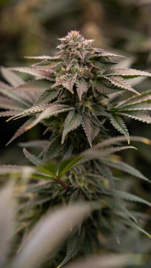 Georgia Pie #3 - Zamnesia x B&B. Week 9 - Georgia Pie #3 - No Techniques - Almost Ready